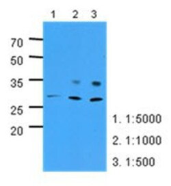 PNPO Antibody (2C7) - BSA Free, Novus Biologicals 100&mu;L; Unlabeled:Antibodies,